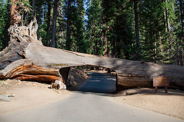 istock Tunnel tree in Sequoia National Park 475836011