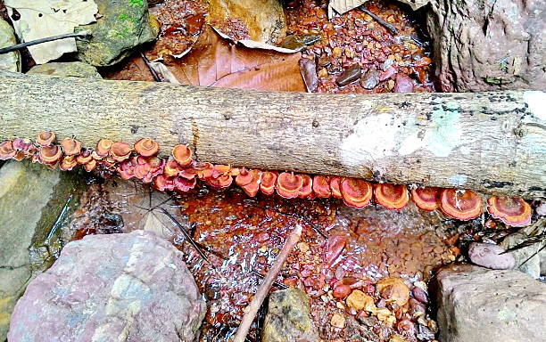 seta ganoderma lucidum - asia autumn bracket brown fotografías e imágenes de stock