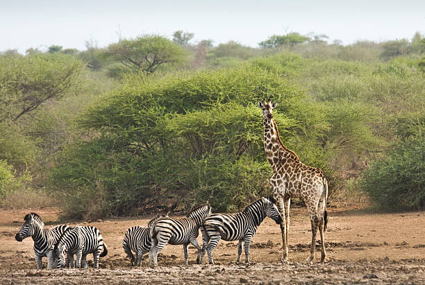 istock herd of zebras and a giraffe, Kruger park 475836812