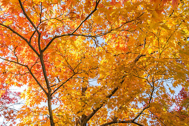 istock Colorful Autumn Leaf Season in Japan 475839036