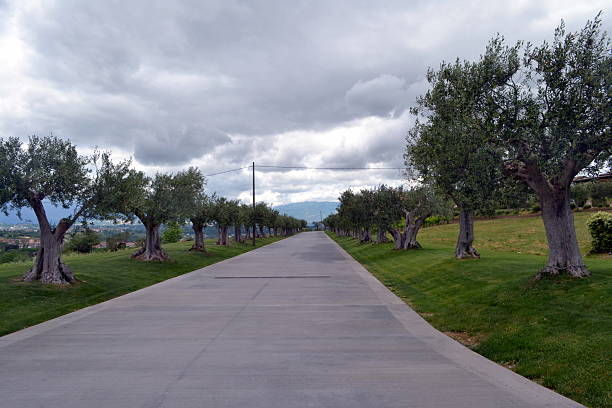 istock Benevento, Italy. Avenue among olive trees 475839086