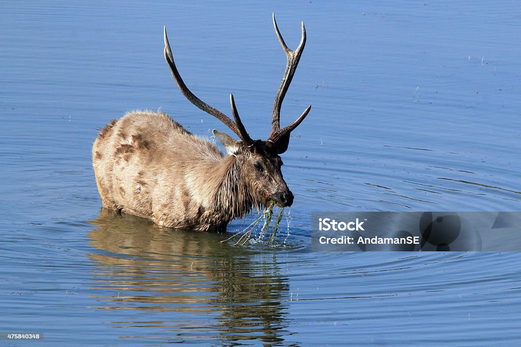 Sambar Deer Sambar Deer (Rusa Unicolor) Feeding Standing in the Water, Ranthambore, India 2015 Stock Photo
