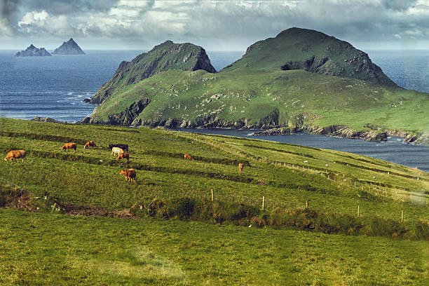 istock Puffin Island, Ireland 475840764