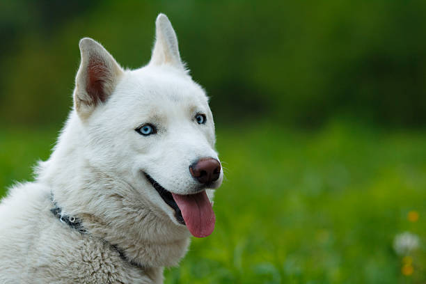 Portrait of a white dog stock photo