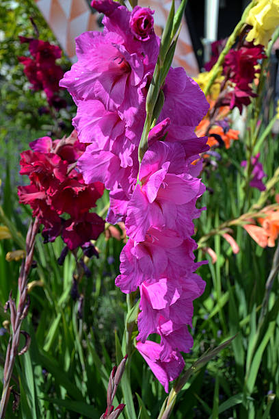 rosa flores y púrpura - gladiolus single flower flower yellow fotografías e imágenes de stock