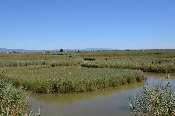 istock View At Lake And Waterplants 475842320