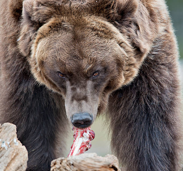 Grizzly com refeição - foto de acervo