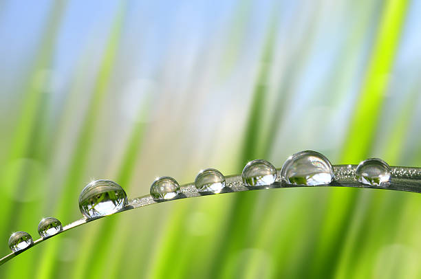 istock Fresh green grass with dew drops closeup 475842518