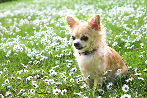 A Brown Chihuahua sitting on green grass