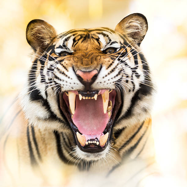 istock Growl siberian tiger 475842628