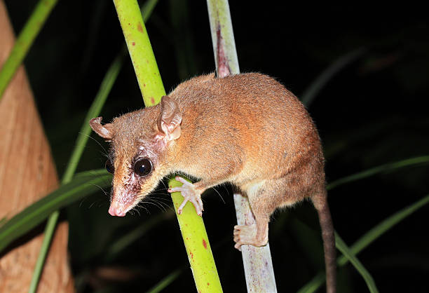 istock Gray Four-eyed Opossum 475842840