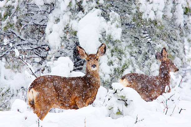 ciervo mulo en snowstorm - animal cute animals deer deer herd fotografías e imágenes de stock