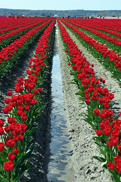 Rows of tulip in Seattle stock photo