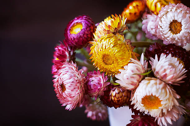 Coneflower
