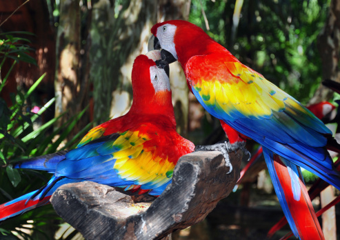 Australian galah perched on a stump with wings outstretched