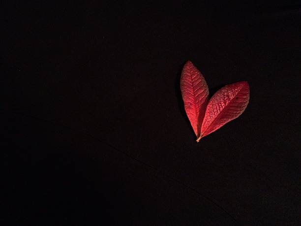 Heart leaves stock photo