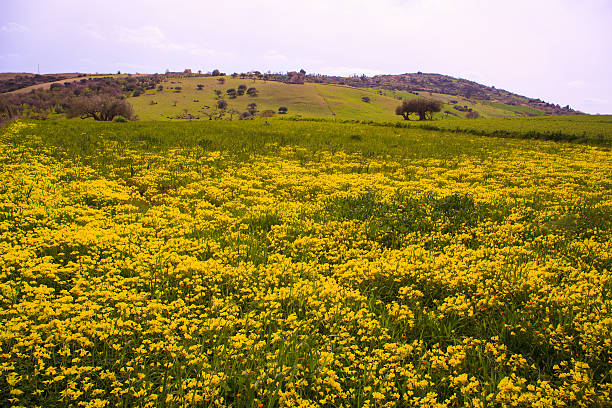 Field with Yellow flowers. Positive spring/summer image.