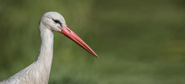 Closeup portrait of a European white stork with space for text