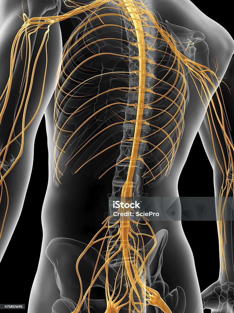 male nerves medical illustration of the nervous system Transparent Stock Photo