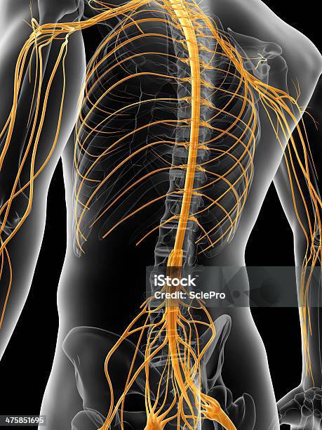 Male Nerves Stock Photo - Download Image Now - Transparent, Anatomy, Back