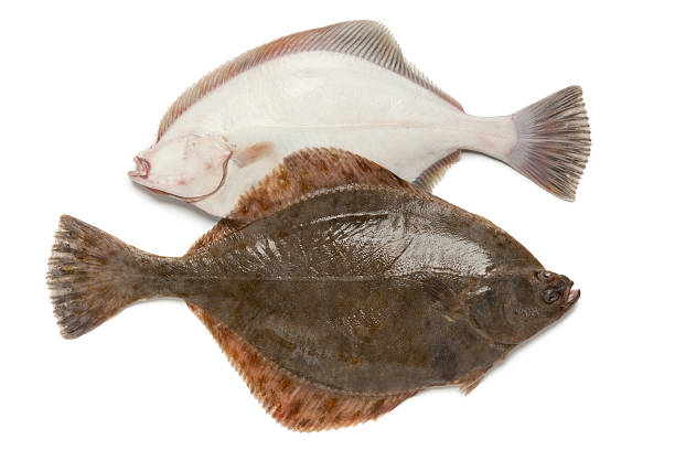 istock Front and back of fresh  European flounders 475851993