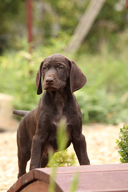 istock Nice brown puppy on small garden bridge 475852225