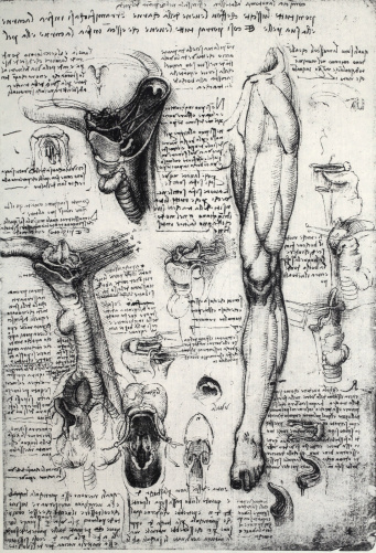 Anatomy art by Leonardo Da Vinci  from 14th century