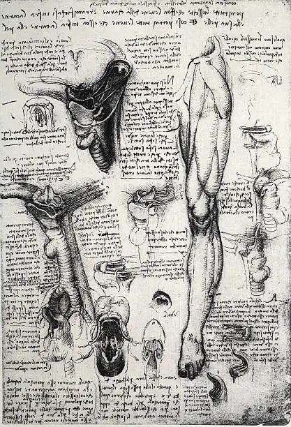 Photo of Anatomy art