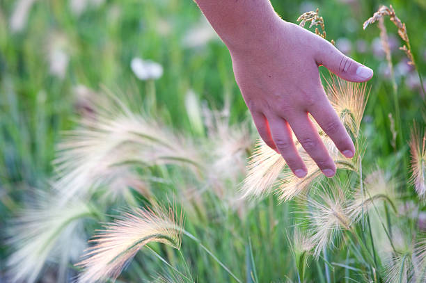 istock Closeup of Caucasian Hand in Foxtails 475853934