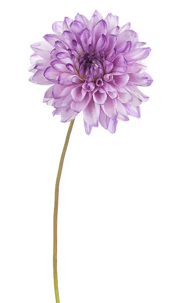 Studio Shot of Blue Colored Dahlia Flower Isolated on White Background. Large Depth of Field (DOF). Macro. Symbol of Elegance, Dignity and Good Taste.