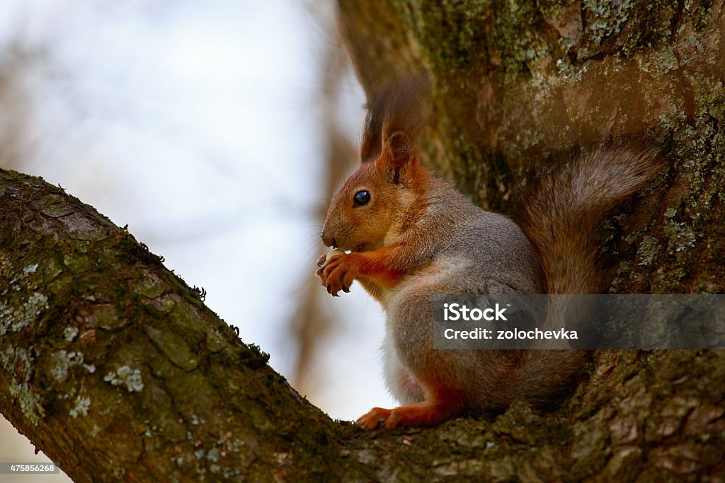 Squirrel sitting on the tree and eating a nut. Spring. Squirrel (Sciurus vulgaris) sitting on the tree and eating a nut. 2015 Stock Photo