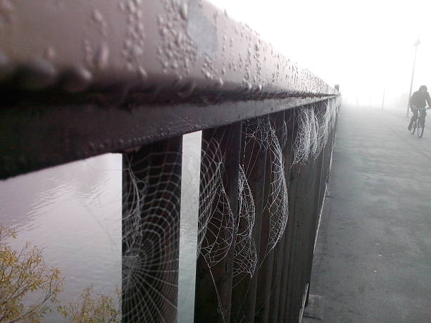 photo misty morning on the bridge with cobwebs