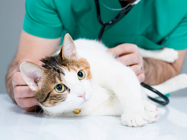 gato y veterinario - vet domestic cat veterinary medicine stethoscope fotografías e imágenes de stock