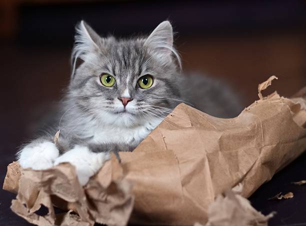 istock Kitten laying on torn brown bag paper. 475859470