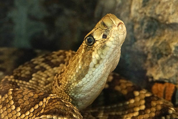 istock Mexican west coast rattlesnake 475859494