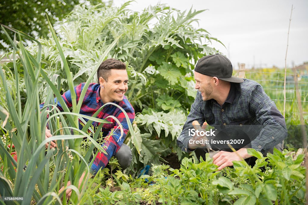 Couple tending to their allotment Gay couple working together on their allotment, Dublin, Ireland.  Gay Person Stock Photo