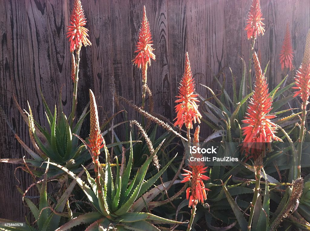 Naranja Verde Aloe De Plantas De Flor Picos Foto de stock y más banco de  imágenes de 2015 - 2015, Aire libre, Cabeza de flor - iStock