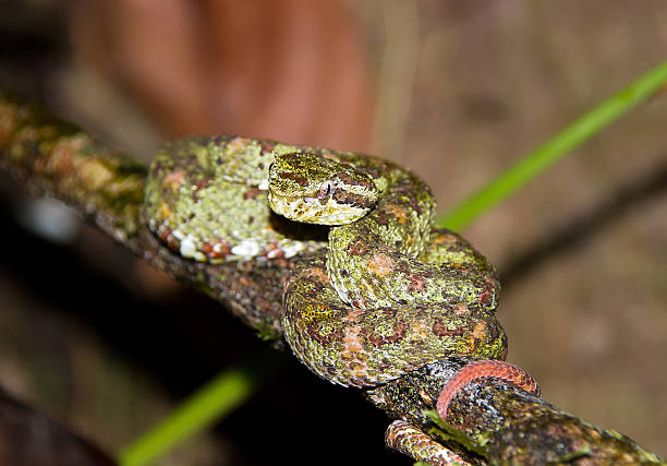 아이래쉬바이퍼 - eyelash viper 뉴스 사진 이미지