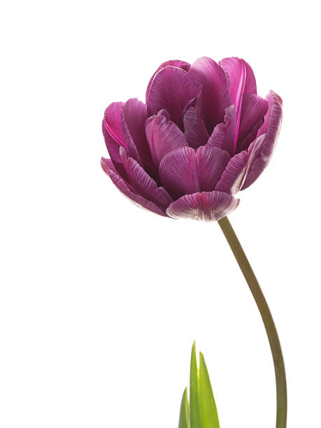 istock purple tulip on a white background 475863658