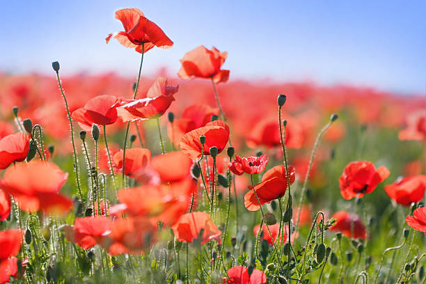 istock Wild red poppy flowers in meadow 475864044