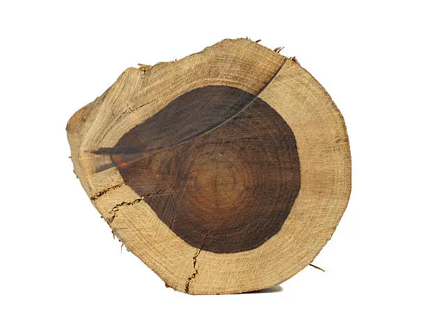 Rosewood log on white background