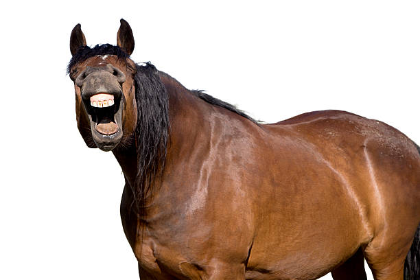 seul cheval lauging - horse animal head laughing animal photos et images de collection