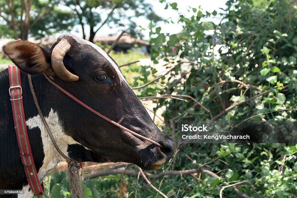 Cow Toggle Cow With Toggle Pattern Blackwhite Stock Photo - Download Image Now ...