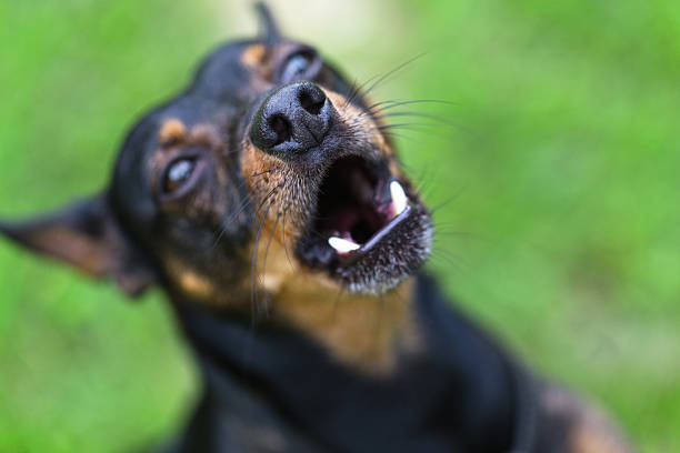 istock Miniature Pinscher barks and growls from anger. 475864994