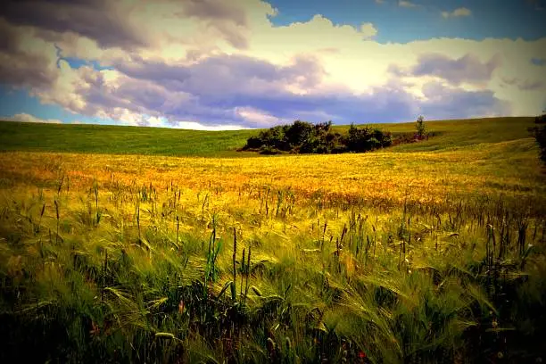 Photo of Wheat of Italy