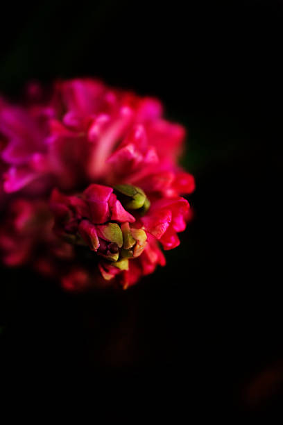 istock flowers in the dark 475866044
