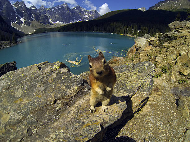 Ground squirrel stretching out on a flat, warm rock in the Colorado wilderness.