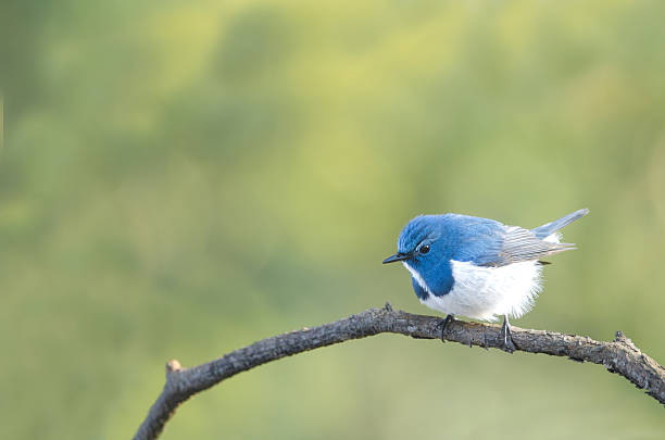 istock Ultramarine flycatcher, beautiful blue bird perching on branch 475869360