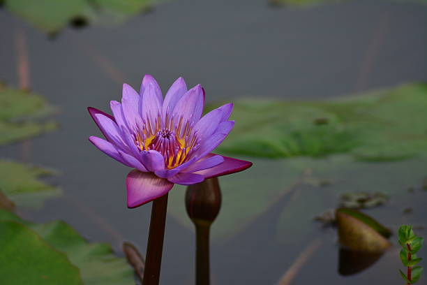 istock Beautiful lotus flower 475869412