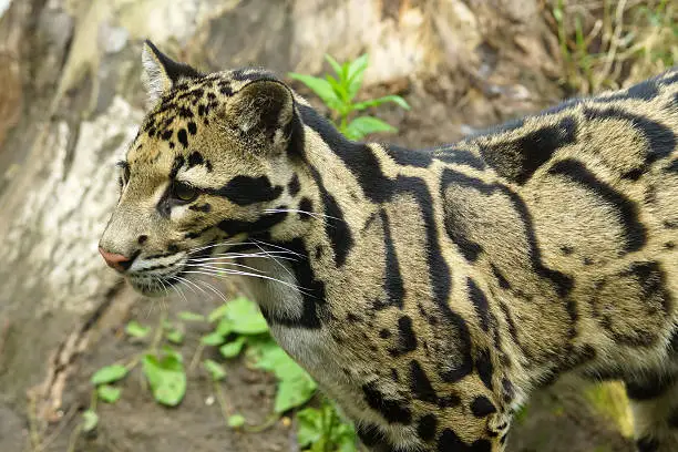 Name: Clouded leopard 